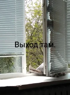 🌟 emoji Сашенька всегда прав. Telegram sticker 8 of 15