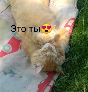 🌟 emoji Сашенька всегда прав. Telegram sticker 6 of 15