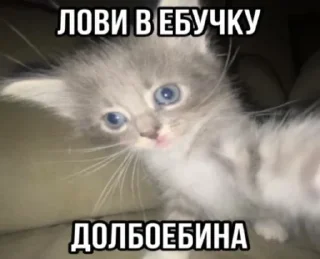 🌟 emoji Агро котики Telegram sticker 17 of 45