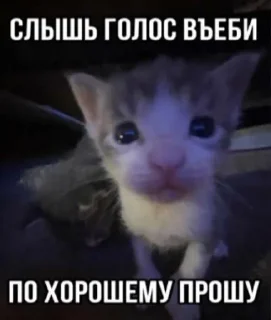 🌟 emoji Агро котики Telegram sticker 11 of 45