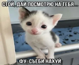 🌟 emoji Агро котики Telegram sticker 6 of 45