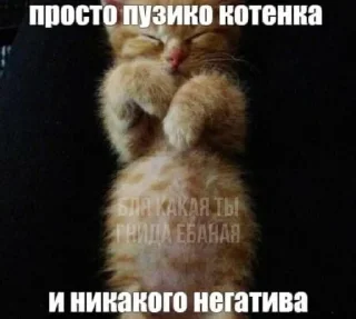 🌟 emoji Агро котики Telegram sticker 21 of 45