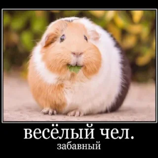 Sticker from морские свинки