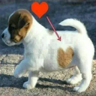 🐶 emoji 💕Стики тут: @sekstick Telegram sticker 11 of 65