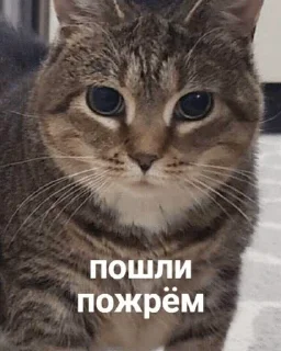 Sticker from Шутки за 299