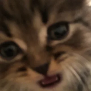😍 emoji мой котик @dpoteft Telegram sticker 16 of 50