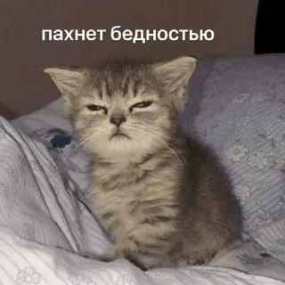 🧐 emoji Больше стикеров 👉🏻 @stickertg4 Telegram sticker 17 of 120