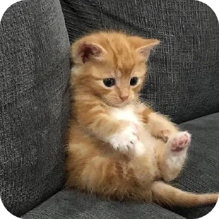 ❤ emoji Minnu cat 💕 Telegram sticker 5 of 39