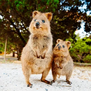 👫 emoji Quokka (@pt_stickers) Telegram sticker 17 of 24