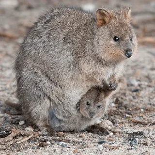 👨‍👧 emoji Quokka (@pt_stickers) Telegram sticker 16 of 24