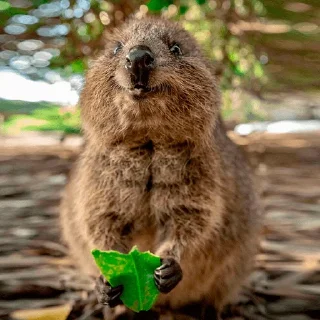 ☺️ emoji Quokka (@pt_stickers) Telegram sticker 18 of 24