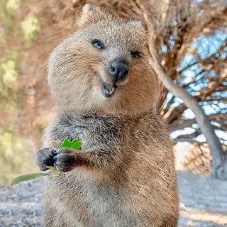 😋 emoji Quokka (@pt_stickers) Telegram sticker 21 of 24