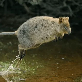💨 emoji Quokka (@pt_stickers) Telegram sticker 6 of 24
