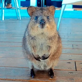 🙂 emoji Quokka (@pt_stickers) Telegram sticker 19 of 24