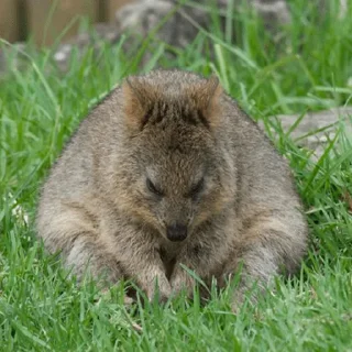 😞 emoji Quokka (@pt_stickers) Telegram sticker 9 of 24