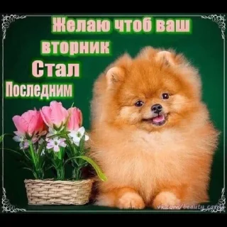 🌟 emoji Больше стикеров: @sticerru Telegram sticker 19 of 120