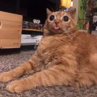 🤪 emoji рыжий кот Telegram sticker 10 of 19