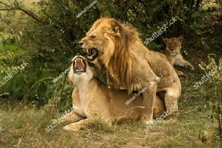 😙 emoji Lions @stickersb2b Telegram sticker 19 of 56