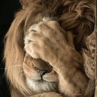😟 emoji Lions @stickersb2b Telegram sticker 16 of 56