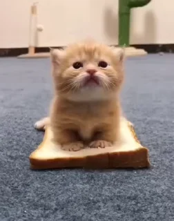 🥖 emoji мої кітики Telegram sticker 7 of 120