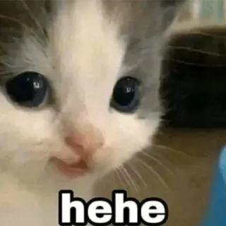 😼 emoji Не заходи сюда👉🏻 @stikiin Telegram sticker 13 of 95