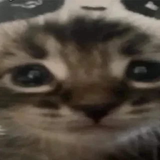 😐 emoji Не заходи сюда👉🏻 @stikiin Telegram sticker 16 of 95