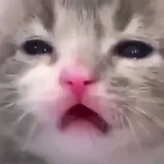 😭 emoji Не заходи сюда👉🏻 @stikiin Telegram sticker 15 of 95