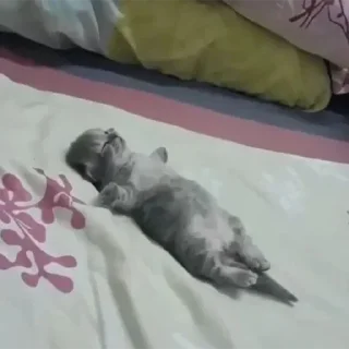 😴 emoji Не заходи сюда👉🏻 @stikiin Telegram sticker 2 of 95