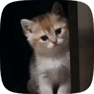 🐱 emoji Больше стиков тут: @stikery4 Telegram sticker 13 of 50
