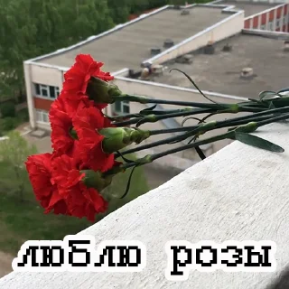 🌹 emoji Если бы мы знали Telegram sticker 5 of 25