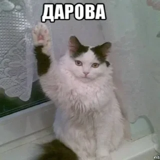 👋 emoji КТО ПРОЧИТАЛ НАТУРАЛ Telegram sticker 9 of 27