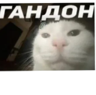 😂 emoji не фонк Telegram sticker 18 of 26