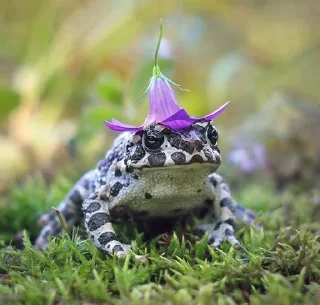 Sticker from 🐸✨Домик жабок ✨🐸 , вСтУпАйТе К нАм