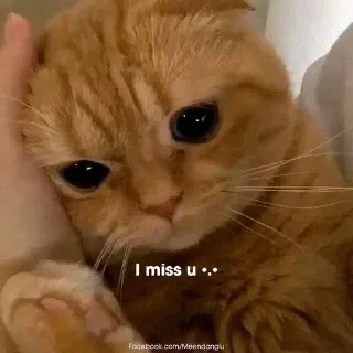 🥺 emoji 💕Стики тут: @sekstick Telegram sticker 8 of 108