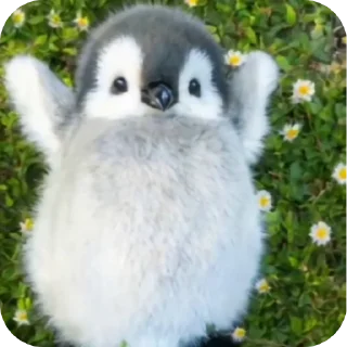 🔳 emoji Пингвинчики Telegram sticker 2 of 6