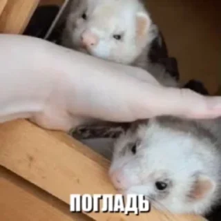 Sticker from Милые-забавные стикеры ➡️ @Ctikerubot