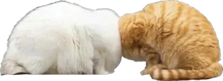 👨‍❤️‍💋‍👨 emoji Кошке и собеки Telegram sticker 24 of 42