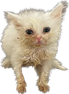 🥺 emoji Кошке и собеки Telegram sticker 3 of 42