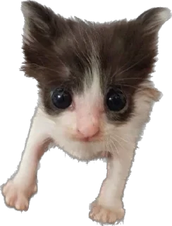 👶 emoji Кошке и собеки Telegram sticker 10 of 42