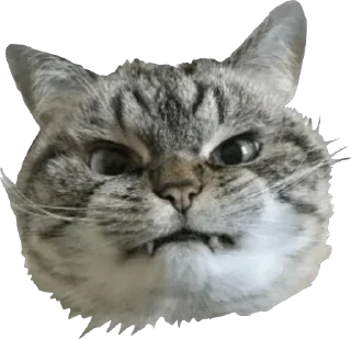 😬 emoji Кошке и собеки Telegram sticker 21 of 42