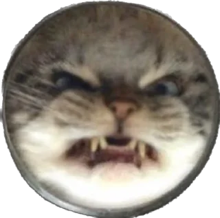 👺 emoji Кошке и собеки Telegram sticker 23 of 42