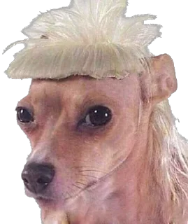 🥴 emoji Кошке и собеки Telegram sticker 9 of 42
