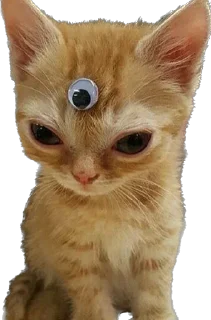👁️ emoji Кошке и собеки Telegram sticker 15 of 42