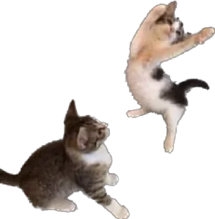 👯‍♀️ emoji Кошке и собеки Telegram sticker 17 of 42