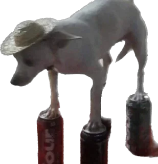 🍺 emoji Кошке и собеки Telegram sticker 19 of 42