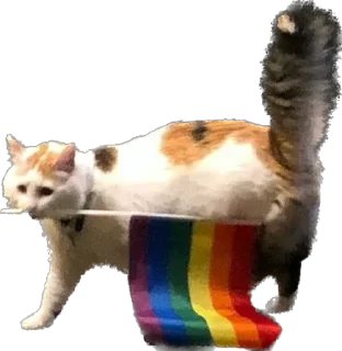 🏳️‍🌈 emoji Кошке и собеки Telegram sticker 2 of 42