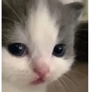 🌟 emoji котике🐈‍⬛ Telegram sticker 15 of 87