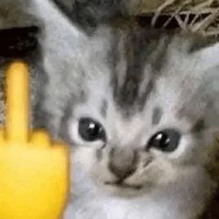 🌟 emoji котике🐈‍⬛ Telegram sticker 5 of 87