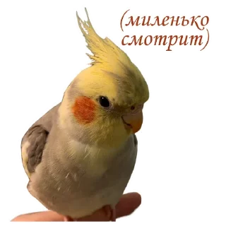 🥺 emoji Пепужьи стикеры 🐥 Telegram sticker 17 of 31