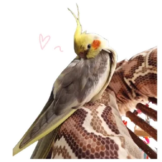 🫣 emoji Пепужьи стикеры 🐥 Telegram sticker 16 of 31